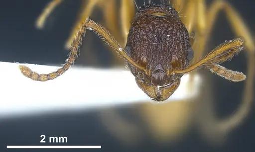 Myrmica urbanii specimen ANTWEB1041286 image antweb1041286_4
