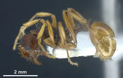 Myrmica urbanii specimen ANTWEB1041286 image antweb1041286_5
