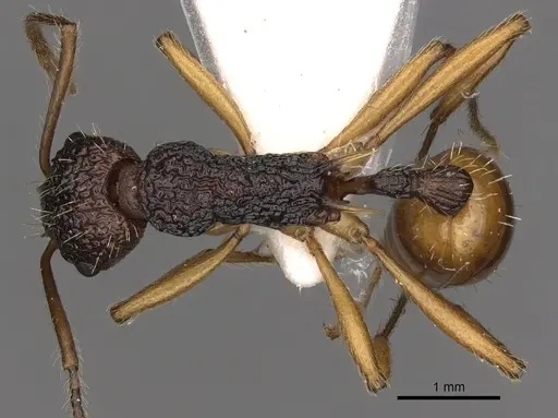 Myrmica urbanii specimen CASENT0900300 image casent0900300_1