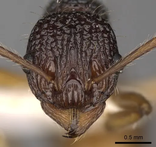 Myrmica urbanii specimen CASENT0900300 image casent0900300_2