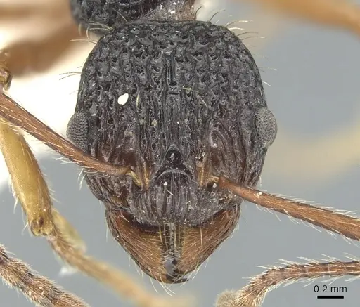 Myrmica urbanii specimen CASENT0904100 image casent0904100_2