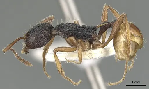 Myrmica urbanii specimen CASENT0904100 image casent0904100_3