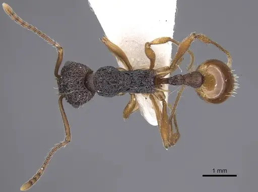 Myrmica urbanii specimen CASENT0915409 image casent0915409_1