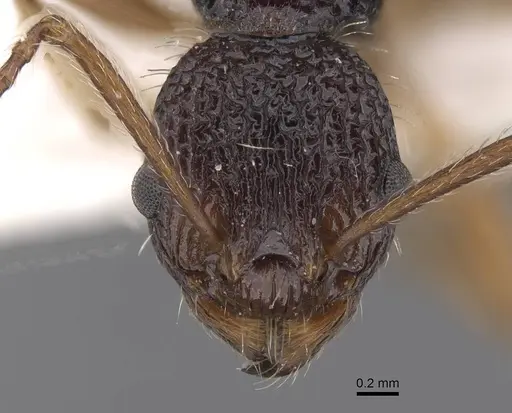 Myrmica urbanii specimen CASENT0915409 image casent0915409_2