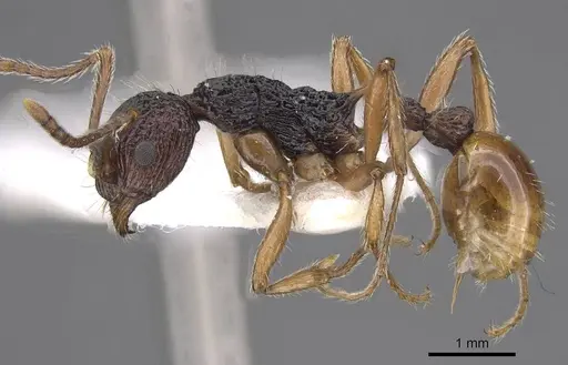 Myrmica urbanii specimen CASENT0915409 image casent0915409_3
