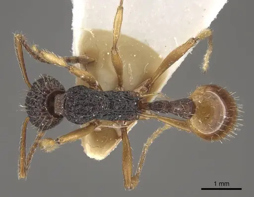 Myrmica urbanii specimen CASENT0917728 image casent0917728_1