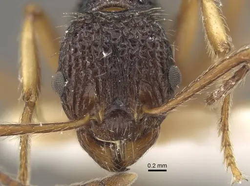 Myrmica urbanii specimen CASENT0917728 image casent0917728_2