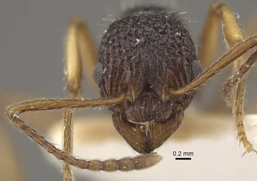 Myrmica urbanii specimen CASENT0917728 image casent0917728_3