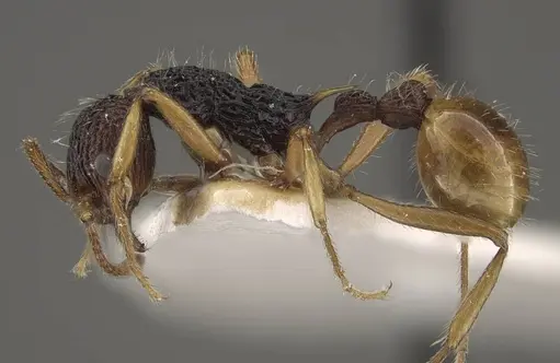 Myrmica urbanii specimen CASENT0917728 image casent0917728_4