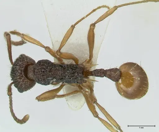 Myrmica urbanii specimen FOCOL1837 image focol1837_1