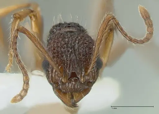 Myrmica urbanii specimen FOCOL1837 image focol1837_2