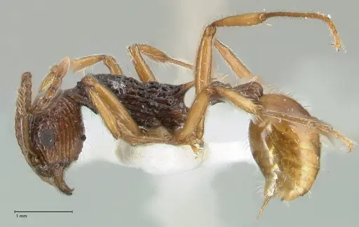 Myrmica urbanii specimen FOCOL1837 image focol1837_3