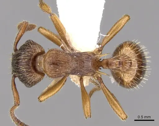 Myrmica vandeli specimen CASENT0280821 image casent0280821_1