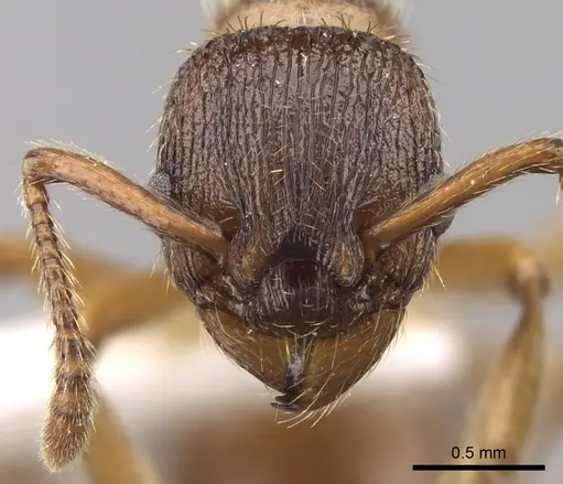 Myrmica vandeli specimen CASENT0280821 image casent0280821_2