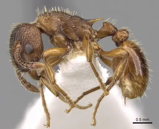Myrmica vandeli specimen CASENT0280821 image casent0280821_3