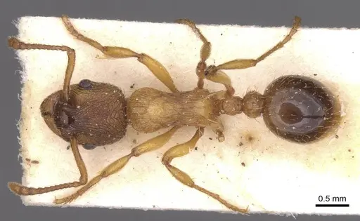 Myrmica vandeli specimen CASENT0913084 image casent0913084_1