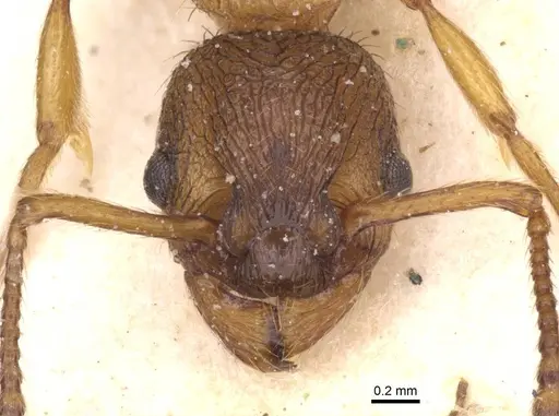 Myrmica vandeli specimen CASENT0913084 image casent0913084_2