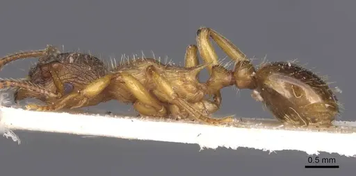 Myrmica vandeli specimen CASENT0913084 image casent0913084_3