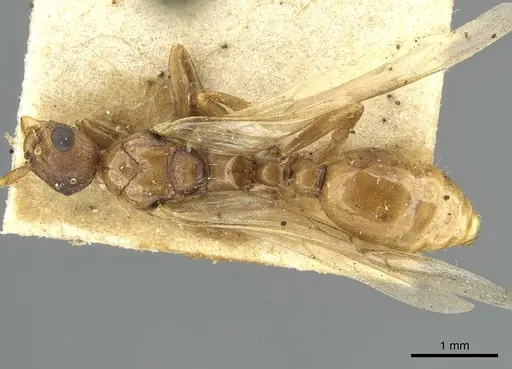 Myrmica vandeli specimen CASENT0913655 image casent0913655_1