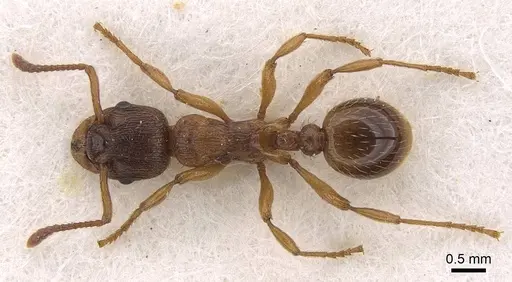 Myrmica vandeli specimen CASENT0922799 image casent0922799_1