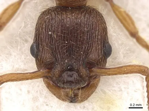 Myrmica vandeli specimen CASENT0922799 image casent0922799_2