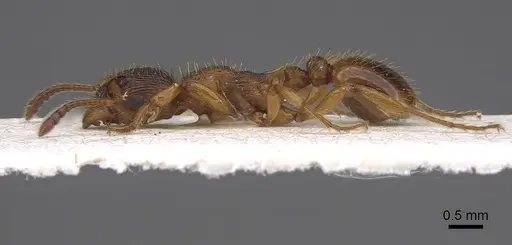 Myrmica vandeli specimen CASENT0922799 image casent0922799_3
