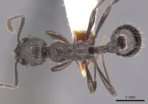 Myrmica varisculpta specimen CASENT0904555 image casent0904555_1