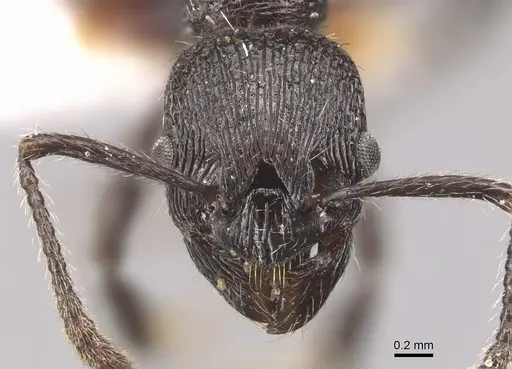Myrmica varisculpta specimen CASENT0904555 image casent0904555_2