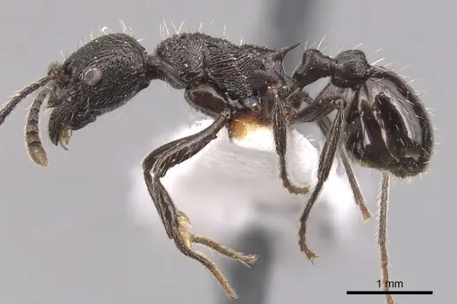 Myrmica varisculpta specimen CASENT0904555 image casent0904555_3