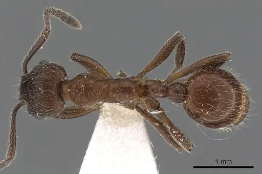 Myrmica villosa specimen CASENT0900339 image casent0900339_1