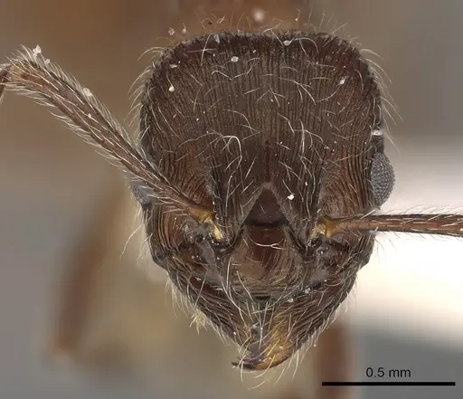Myrmica villosa specimen CASENT0900339 image casent0900339_2