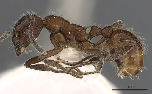 Myrmica villosa specimen CASENT0900339 image casent0900339_3