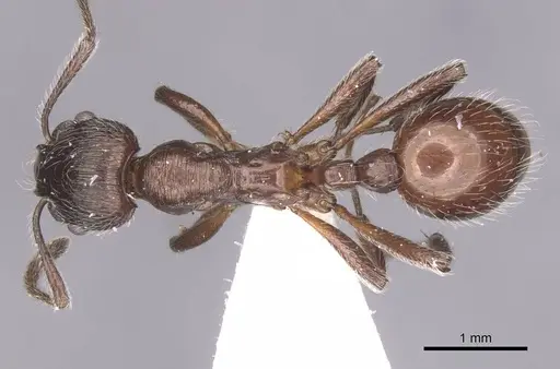Myrmica villosa specimen CASENT0913085 image casent0913085_1