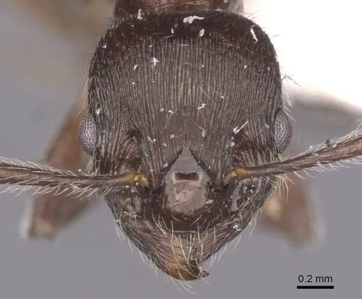 Myrmica villosa specimen CASENT0913085 image casent0913085_2