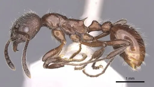Myrmica villosa specimen CASENT0913085 image casent0913085_3