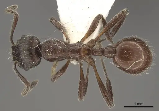 Myrmica villosa specimen CASENT0917712 image casent0917712_1