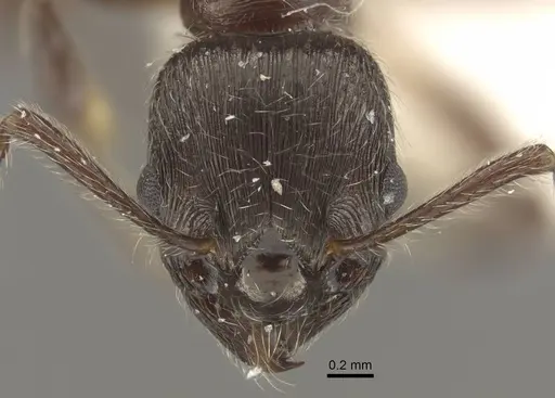 Myrmica villosa specimen CASENT0917712 image casent0917712_2