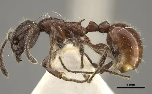 Myrmica villosa specimen CASENT0917712 image casent0917712_4