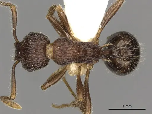 Myrmica vittata specimen CASENT0900334 image casent0900334_1