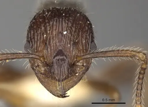 Myrmica vittata specimen CASENT0900334 image casent0900334_2