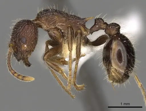 Myrmica vittata specimen CASENT0900334 image casent0900334_3