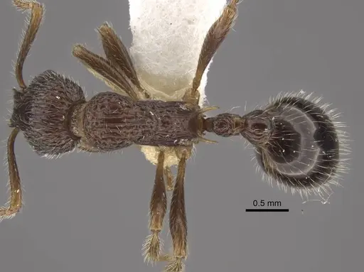 Myrmica vittata specimen CASENT0917702 image casent0917702_1