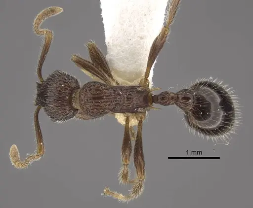 Myrmica vittata specimen CASENT0917702 image casent0917702_2