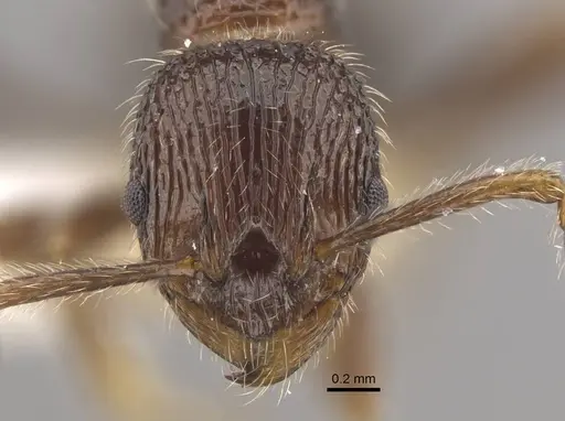 Myrmica vittata specimen CASENT0917702 image casent0917702_3