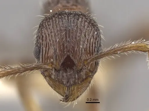 Myrmica vittata specimen CASENT0917702 image casent0917702_4