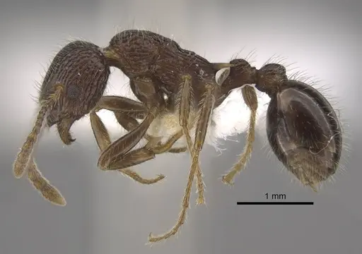 Myrmica vittata specimen CASENT0917702 image casent0917702_5