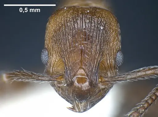 Myrmica wardi specimen ANTWEB1041287 image antweb1041287_3
