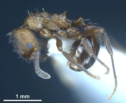 Myrmica wardi specimen ANTWEB1041287 image antweb1041287_4