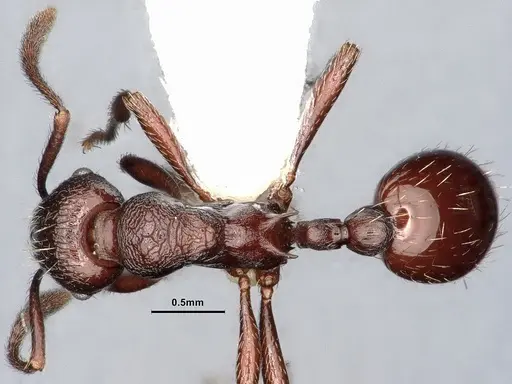 Myrmica wardi specimen CASENT0884254 image casent0884254_1