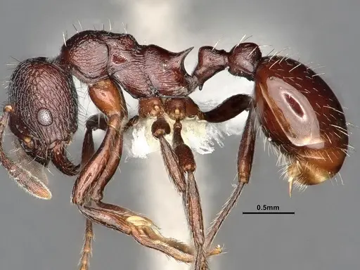 Myrmica wardi specimen CASENT0884254 image casent0884254_3